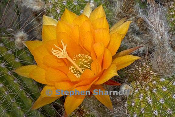 echinopsis huascha 5 graphic